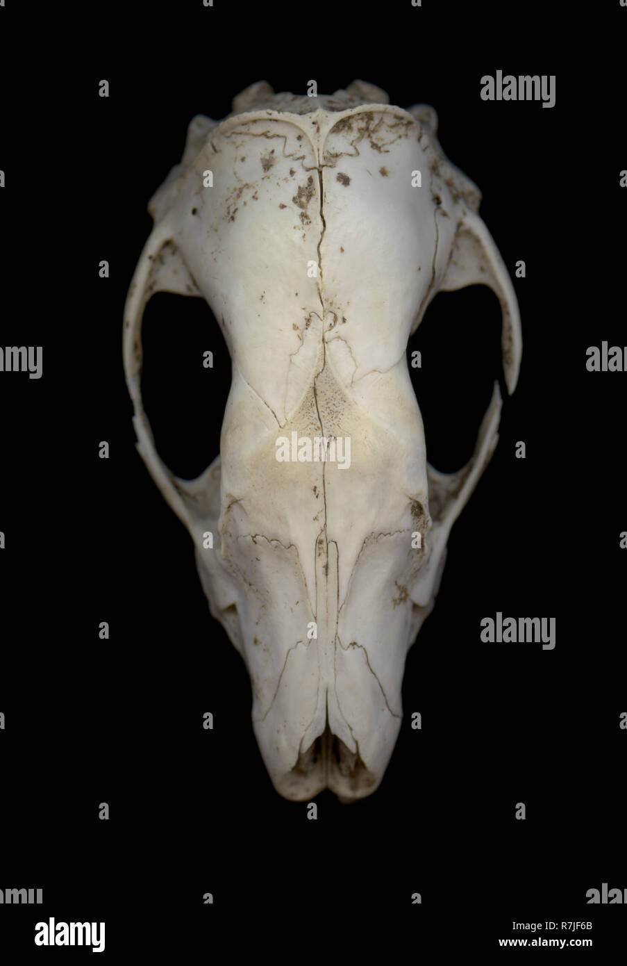 The skull of a hedgehog shows a smashed eye socket after drowning in a flood Stock Photo