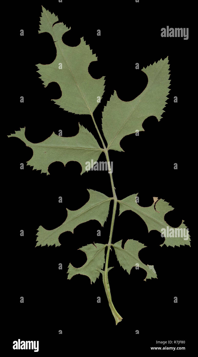 These rose leaves are damaged by leaf-cutting bees. They are solitary bees, the females of which use pieces leaf to construct cells within their nests Stock Photo