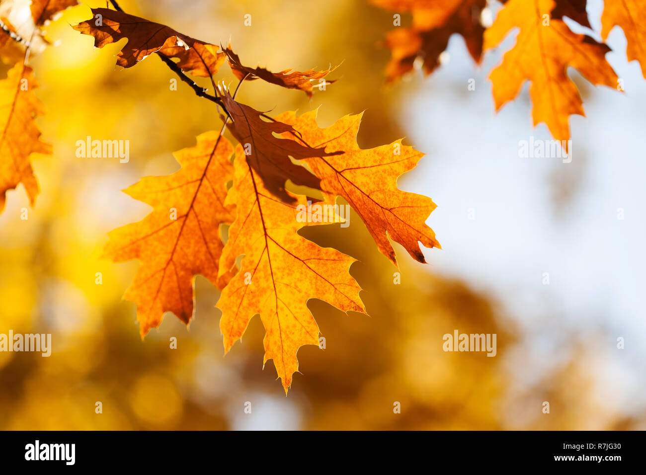 Quercus rubra fall color hi-res stock photography and images - Alamy