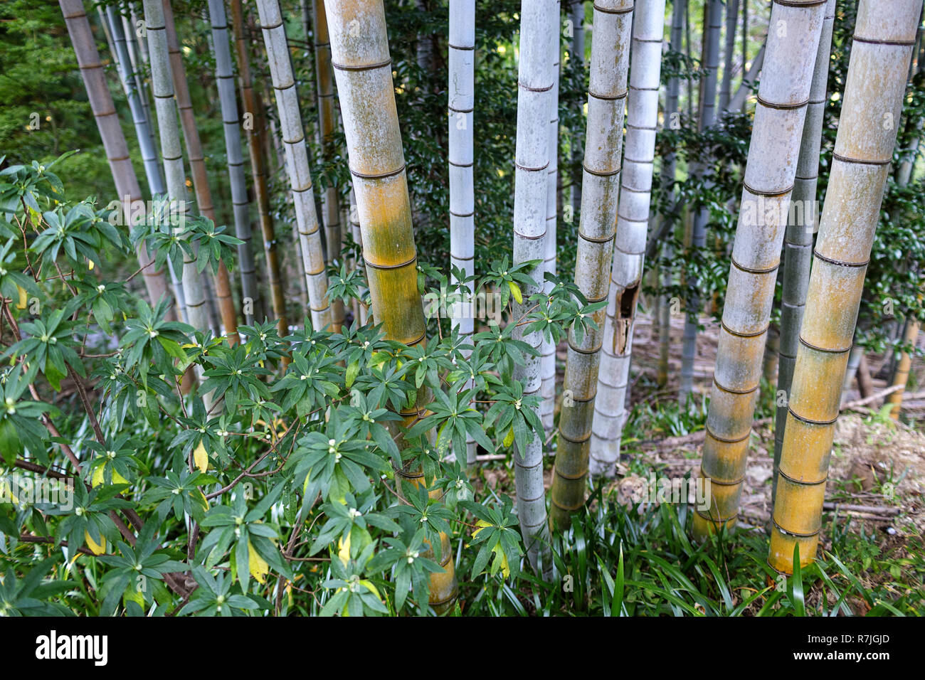 Bamboo trees at Kumano Kodo pilgrimage route.Trekking to Nachi waterfall, Kumano Nachi Taisha shrine sanctuary, JApan Stock Photo
