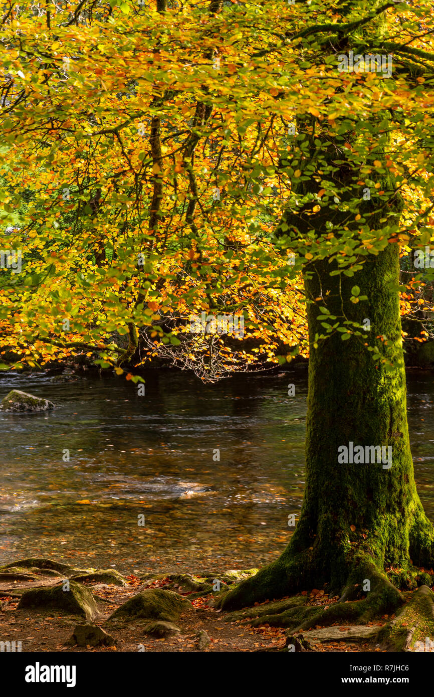 Tree in autumn colours at Betws-y-Coed, Snowdonia National Park, North Wales Stock Photo