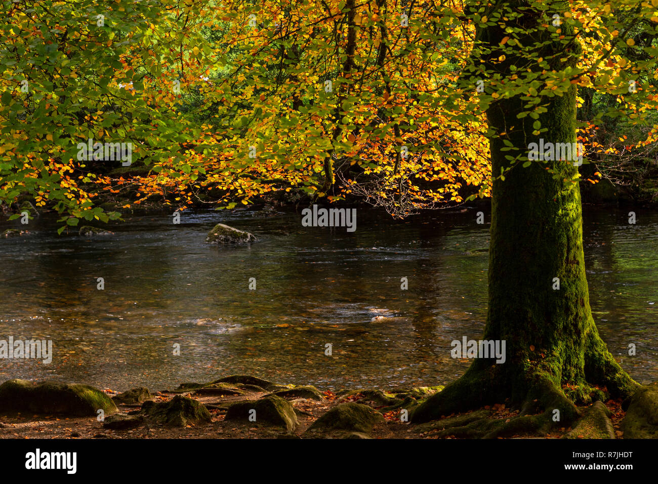 Tree in autumn colours at Betws-y-Coed, Snowdonia National Park, North Wales Stock Photo
