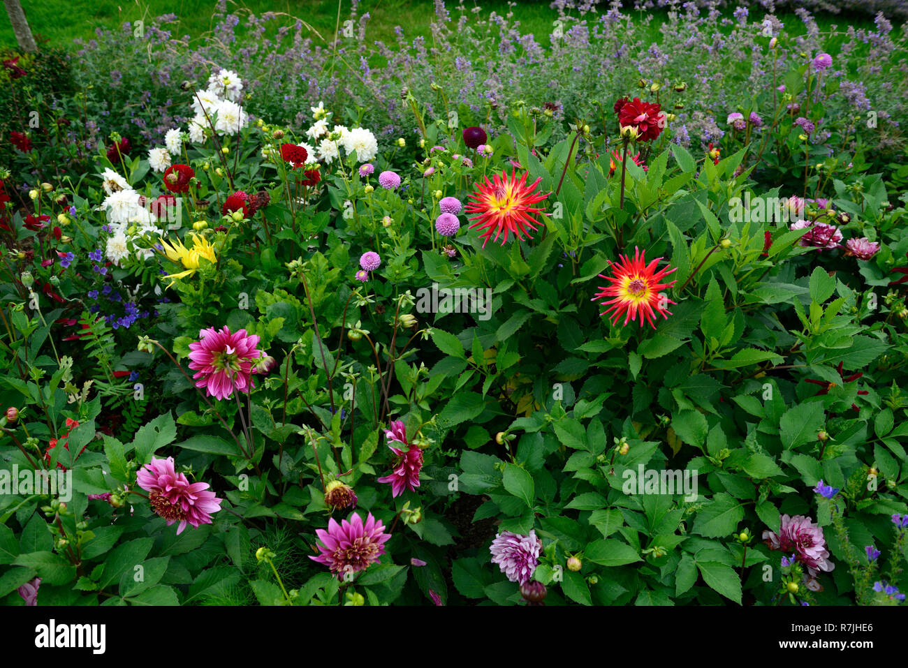 dahlia,dahlias,mix,mixed,cutting bed,cutting flowers,cut flowers,flowering,nepeta,RM Floral Stock Photo