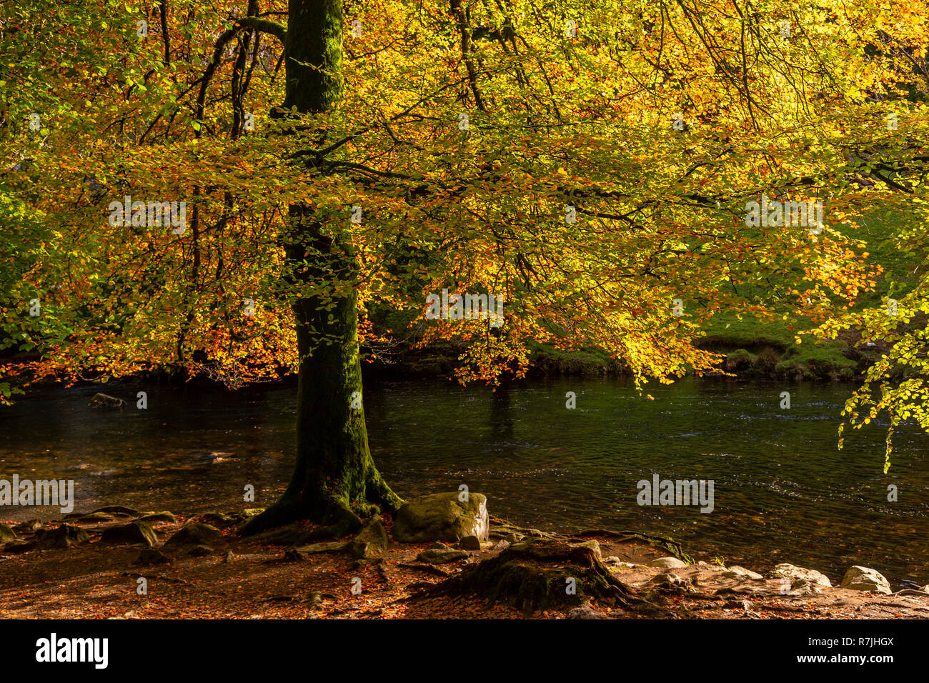Tree in autumn colours at Betws-y-Coed, Snowdonia National Park, North Wales Stock Photo