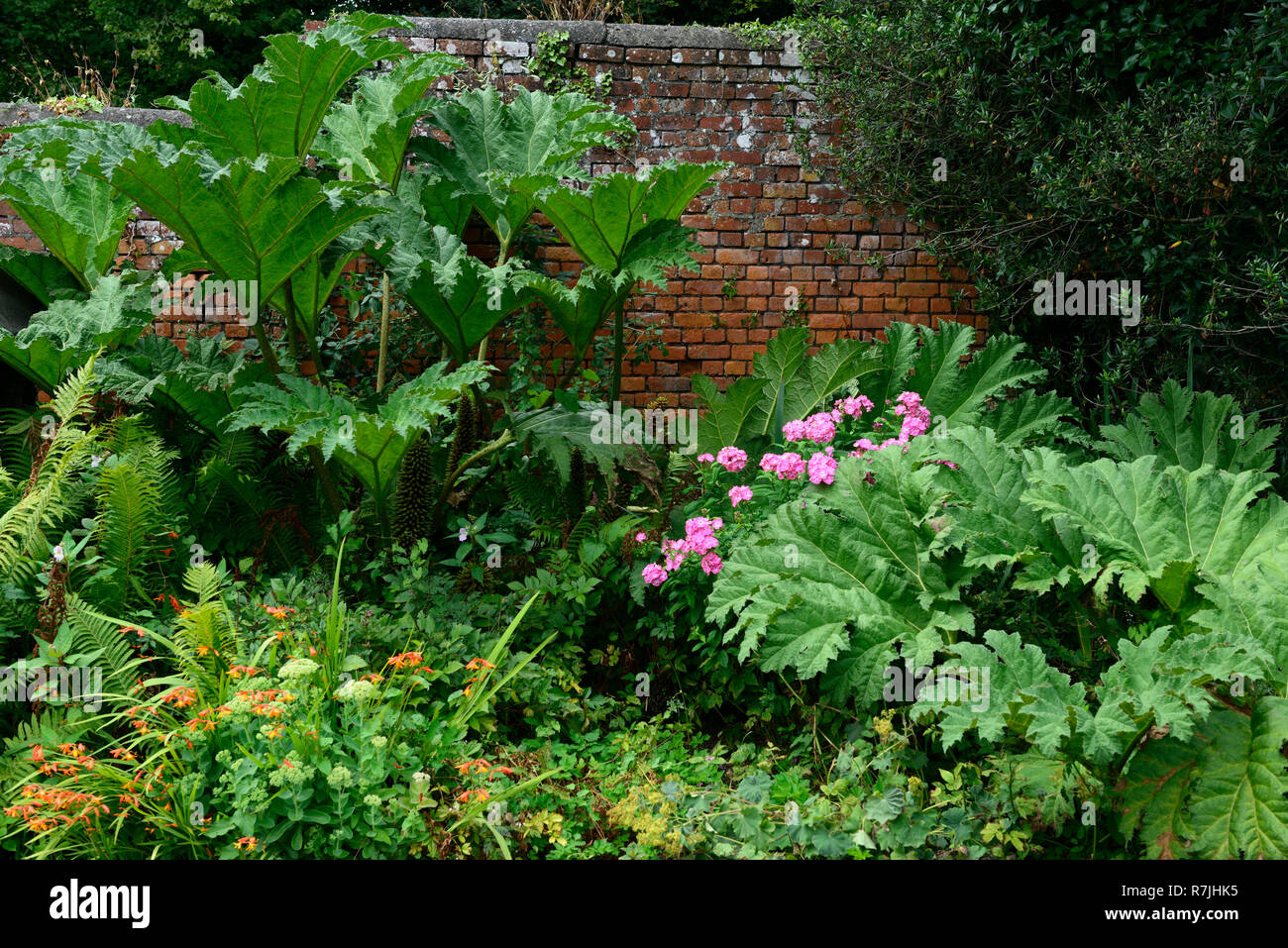 gunnera maculata,pink hydrangea,flower,flowers,flowering,walled garden, rustic red brick,mix,mixed,RM floral Stock Photo