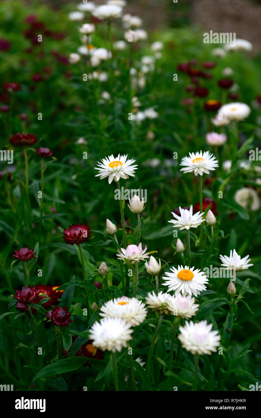 helichrysum,single,white,purple,red,mix,mixed,strawflower,strawflowers,bed,border,garden,flower,flowers,RM Floral Stock Photo