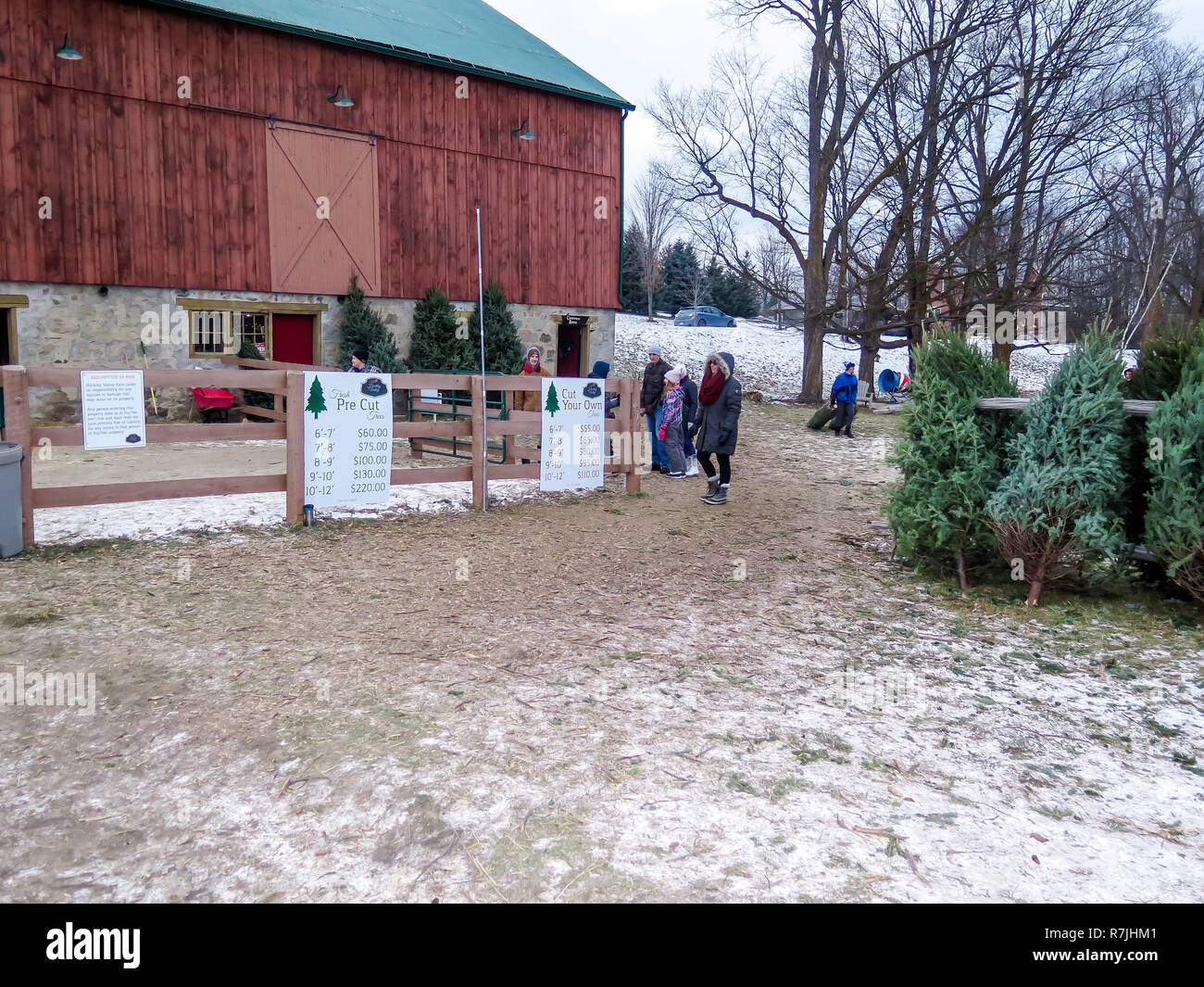 People select and cut a pine tree at a Christmas tree farm in the