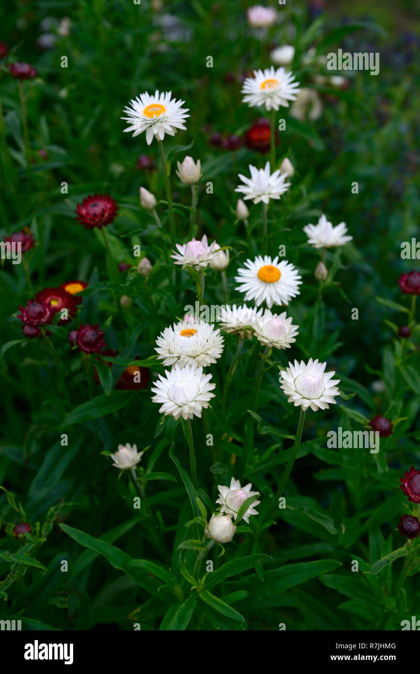 helichrysum,single,white,strawflower,strawflowers,bed,border,garden,flower,flowers,RM Floral Stock Photo