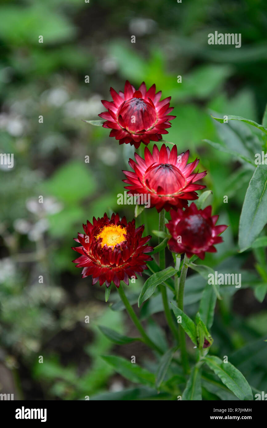 helichrysum,single,,red,strawflower,strawflowers,bed,border,garden,flower,flowers,RM Floral Stock Photo