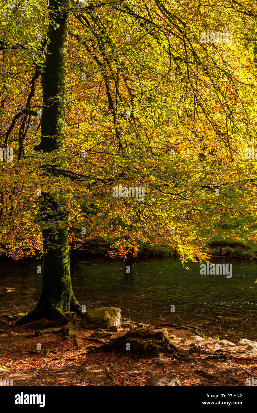 Tree in autumn colours at Betws-y-Coed, Snowdonia National Park, North Wales Stock Photo