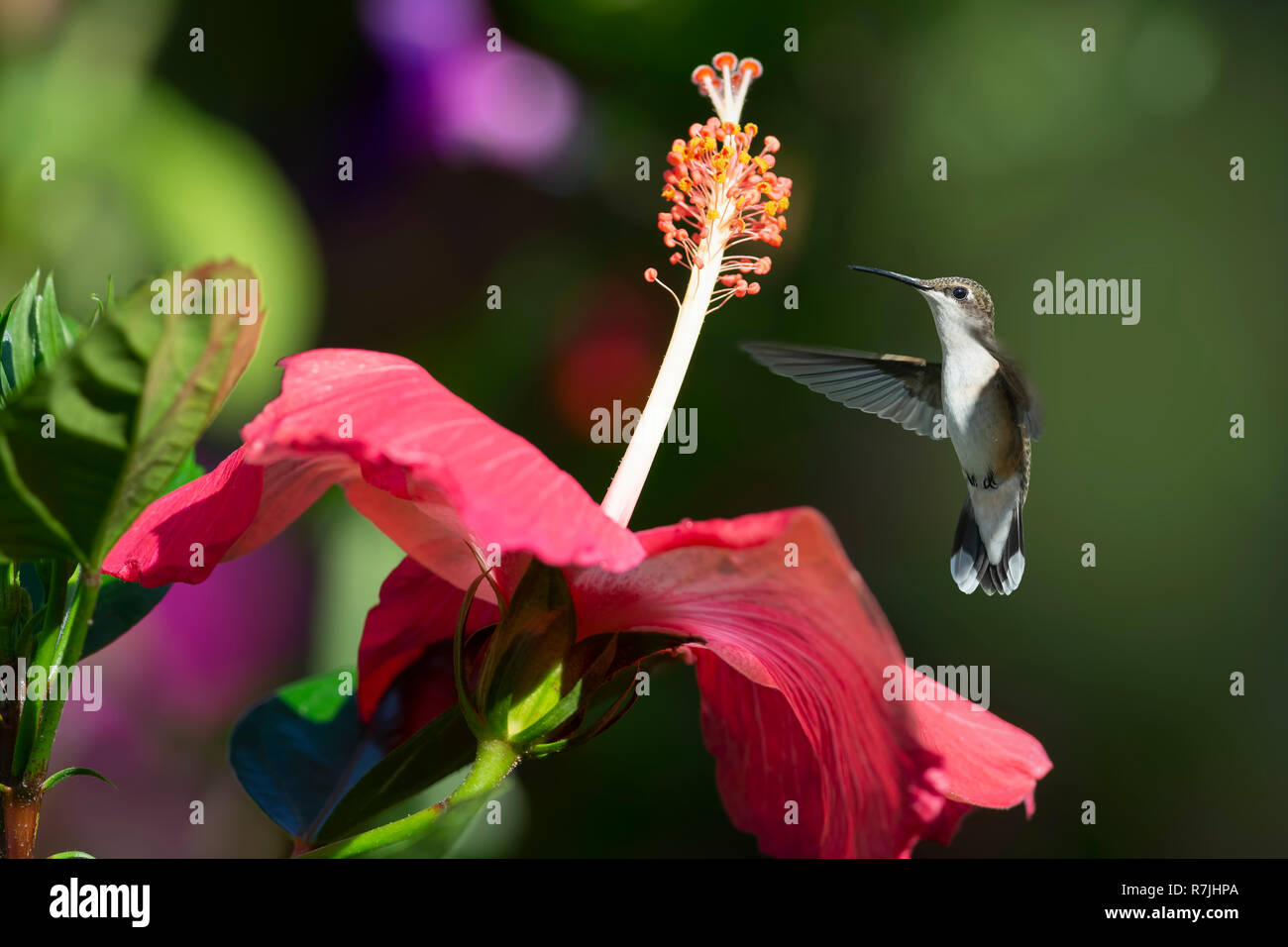 Ruby-throated Hummingbird flying near a Hibiscus flower. Stock Photo
