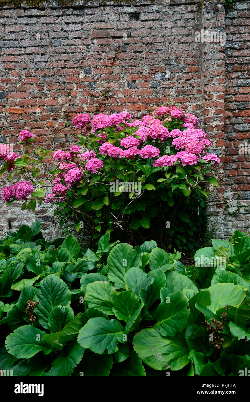 pink hydrangea,flower,flowers,flowering,bergenia,elephant ears, walled garden, rustic red brick,mix,mixed,RM floral Stock Photo