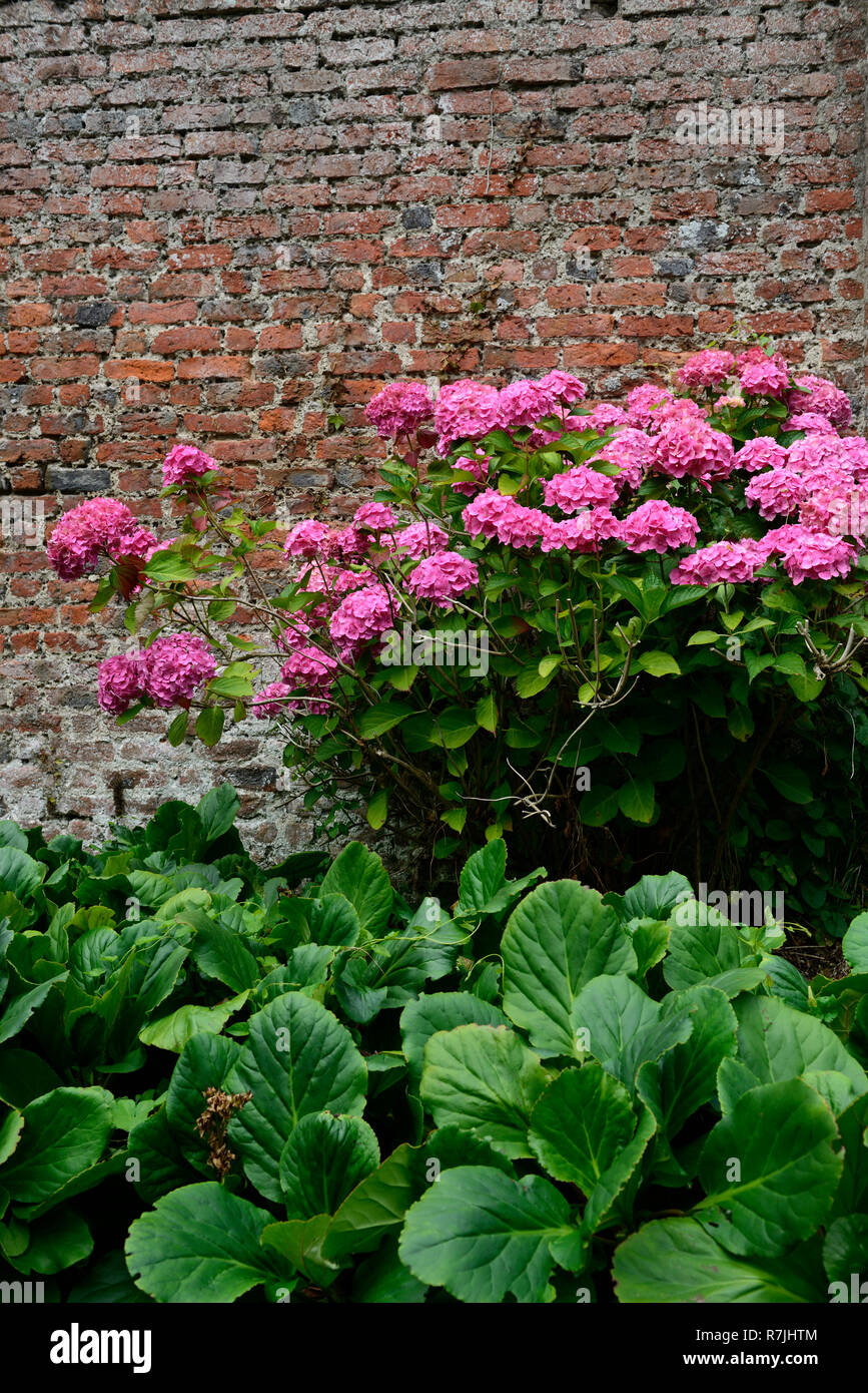 pink hydrangea,flower,flowers,flowering,bergenia,elephant ears, walled garden, rustic red brick,mix,mixed,RM floral Stock Photo