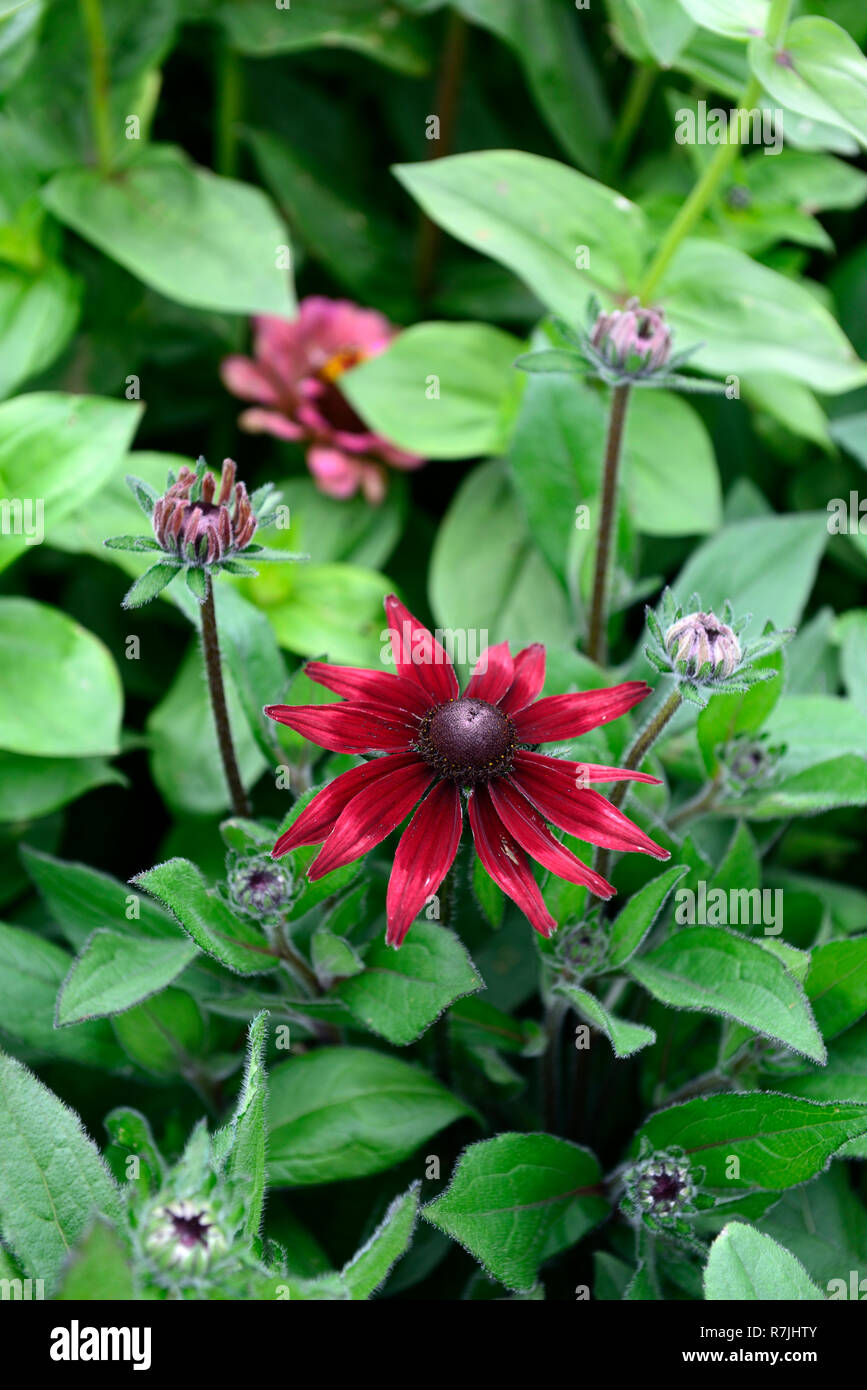 Rudbeckia hirta Cherry Brandy,red,BlackEyed Susan,flower,flowers,flowering, HalfHardy Annual