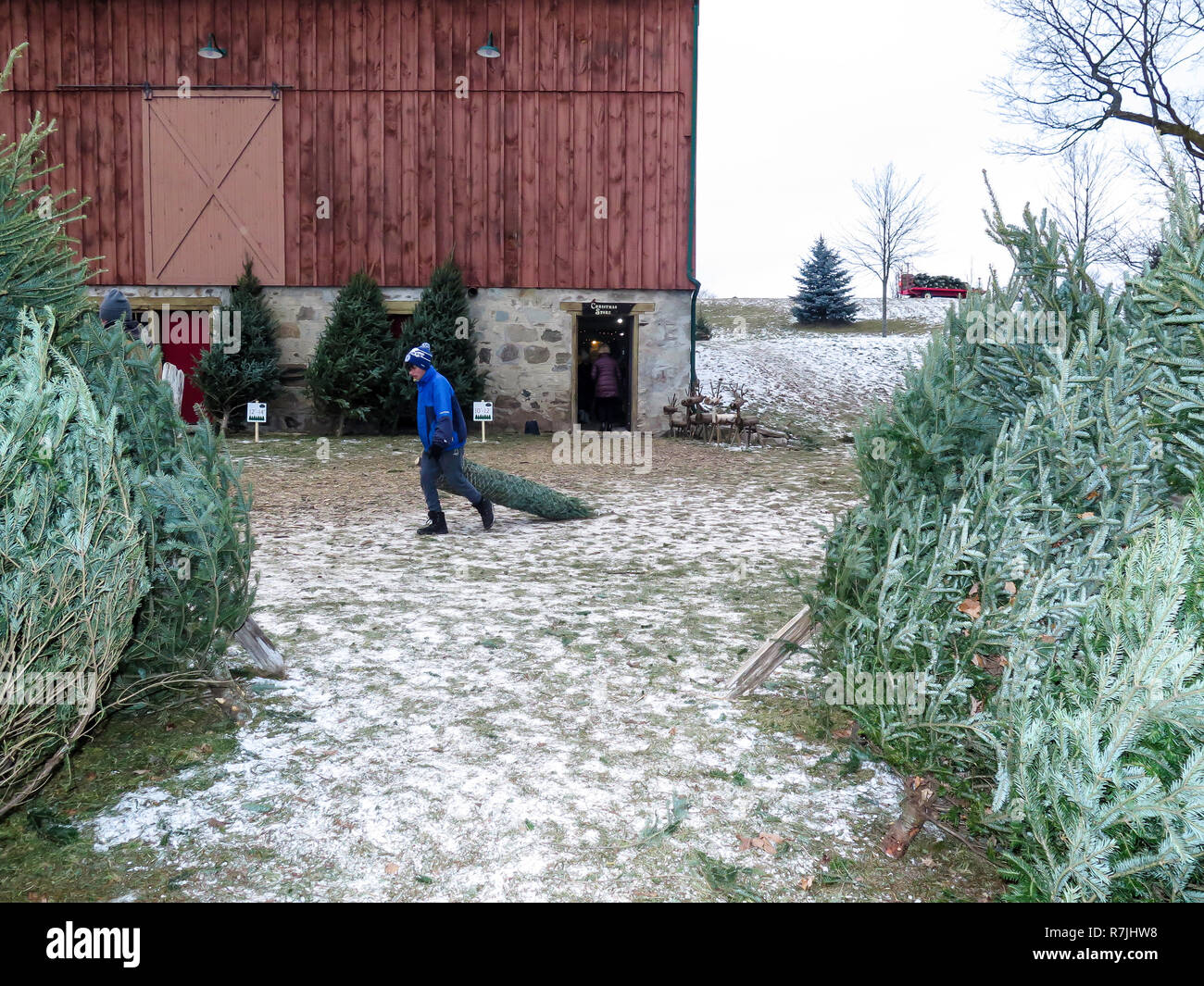 People select and cut a pine tree at a Christmas tree farm in the