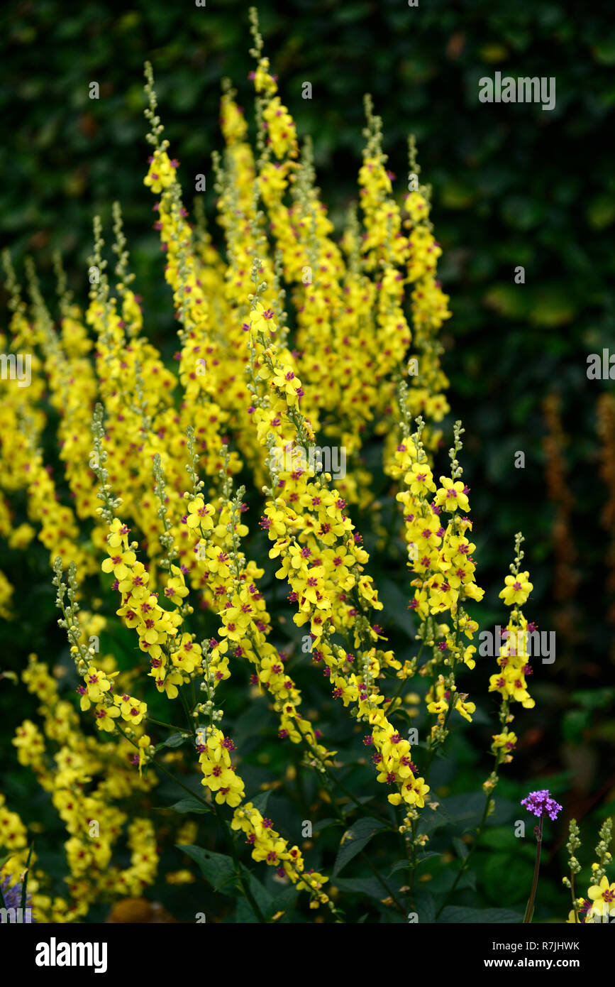 verbascum, mullein,mulleins,verbascums,yellow,flower, flowers,spike,spikes,floriferous,RM Floral Stock Photo