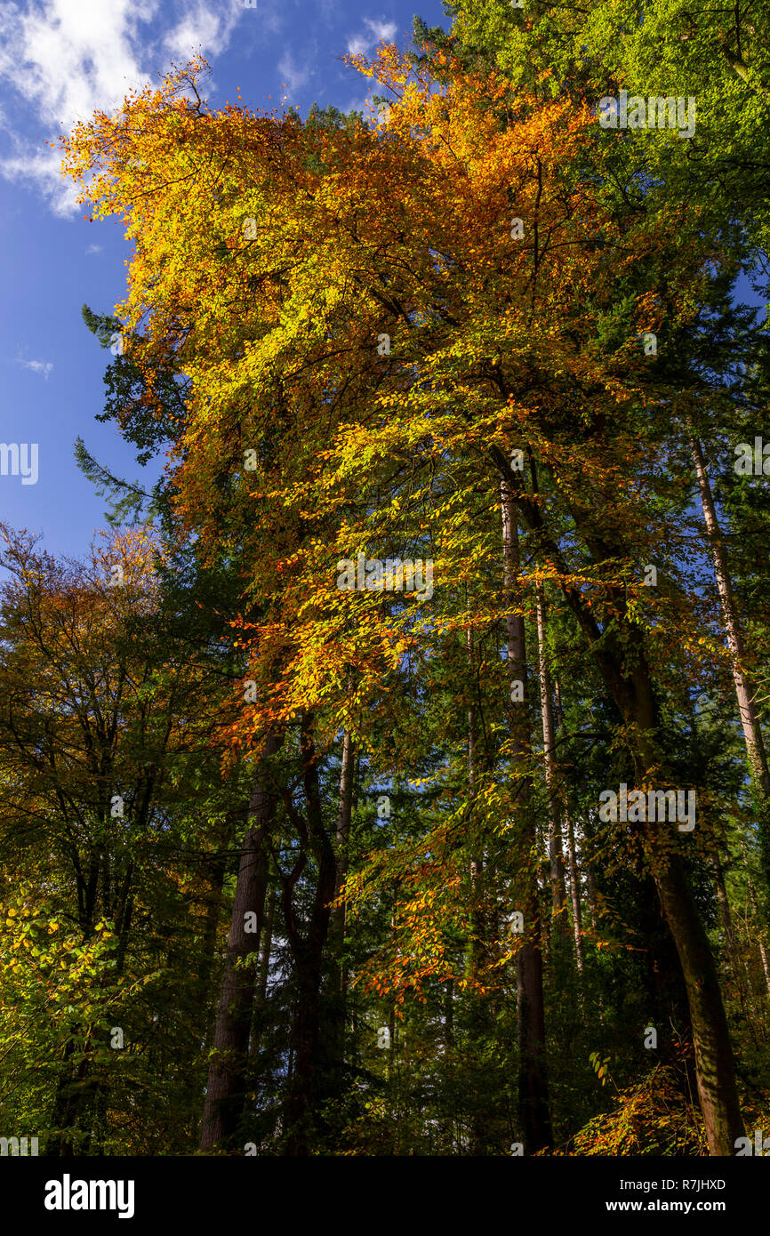 Trees in autumn colours at Betws-y-Coed, Snowdonia National Park, North Wales Stock Photo
