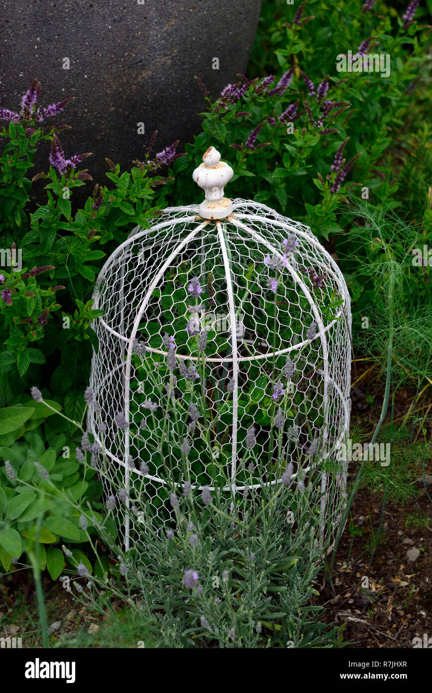 Modern Victorian Cloche,Chicken wire cloche,cloches,protect,protects,protection,finial turned handle,garden design,feature,rustic look,RM Floral Stock Photo