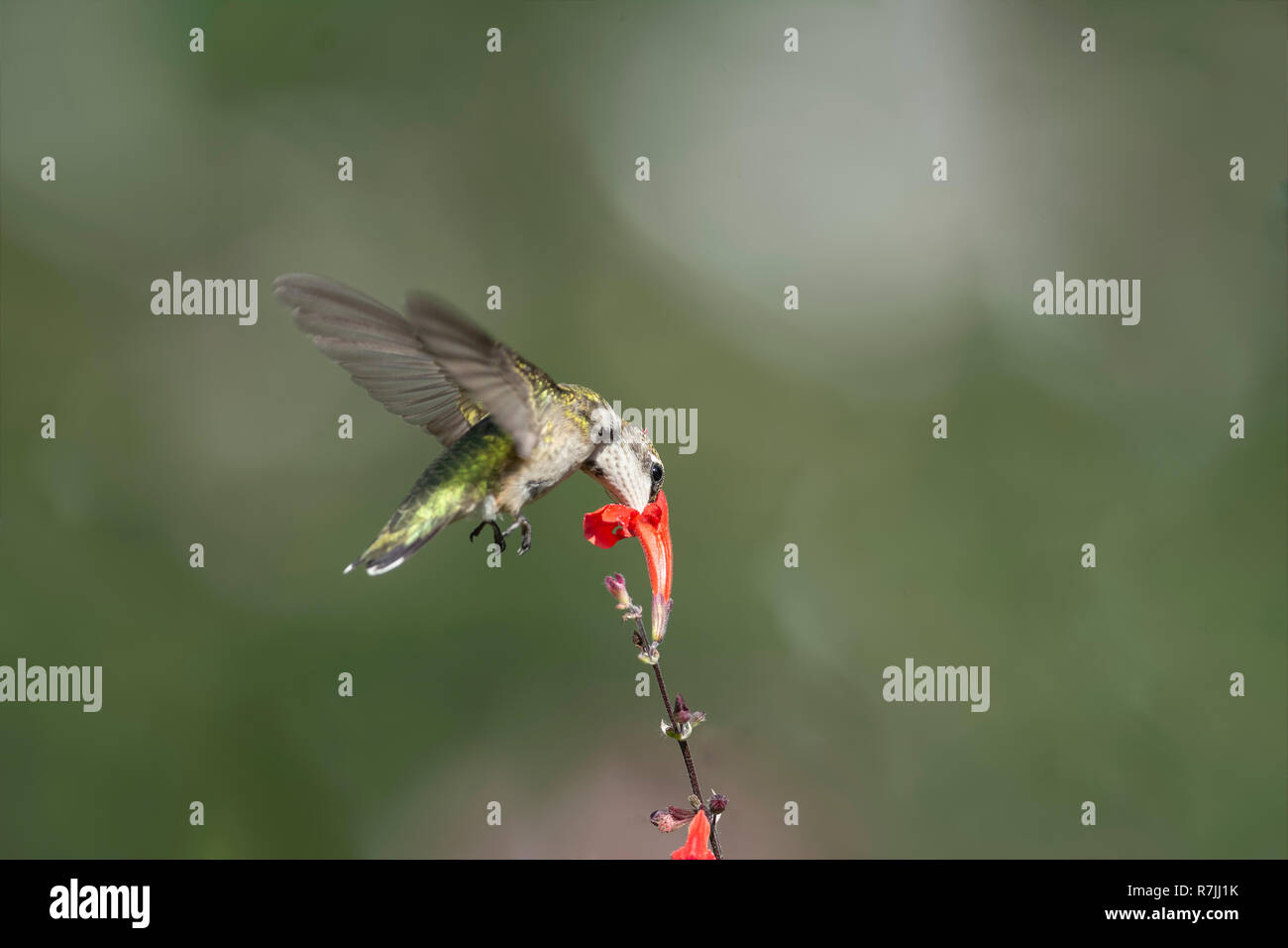 Ruby-throated Hummingbird feeding on red Sage. Stock Photo