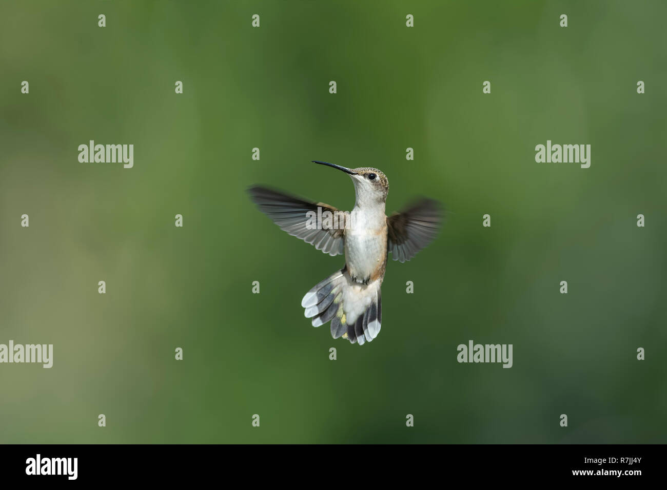 Ruby-throated Hummingbird in flight. Stock Photo