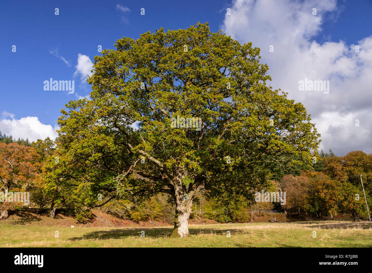 Oak tree at Betws-y-Coed, Snowdonia, North Wales Stock Photo