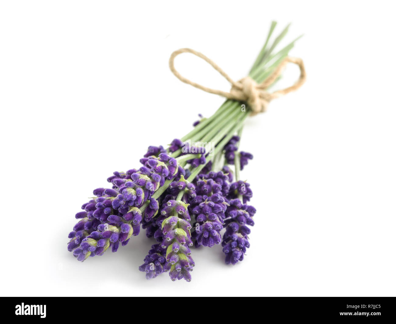 Lavender flowers isolated on white background Stock Photo - Alamy