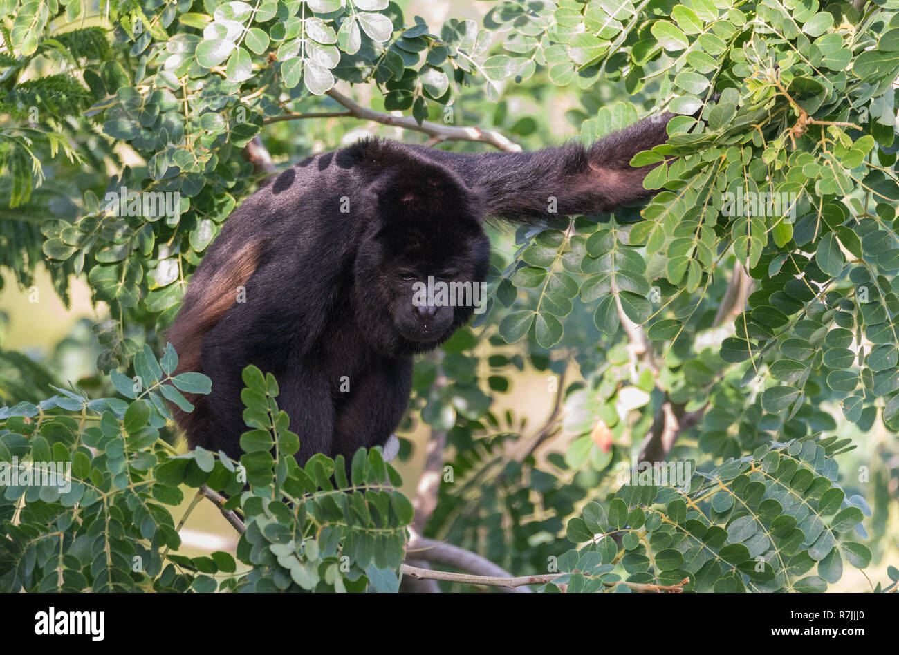 Black Howler monkey, genus Alouatta monotypic in subfamily Alouattinae, one of the largest of New World monkeys, forages for food in his habitat rain Stock Photo