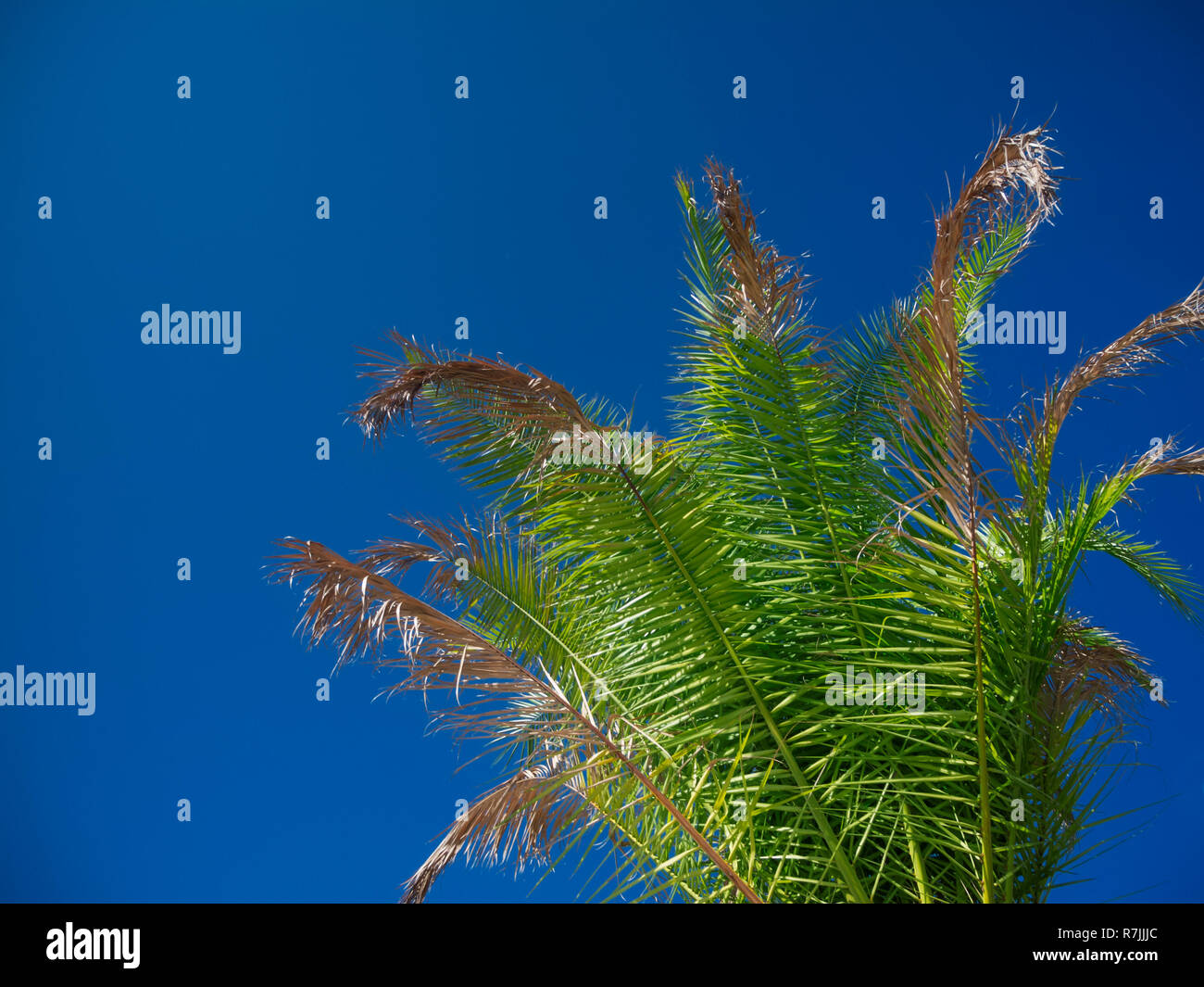 View for palm fronds of a date palm (lat: Phoenix canariensis) isolated against sommelich blue sky. Stock Photo
