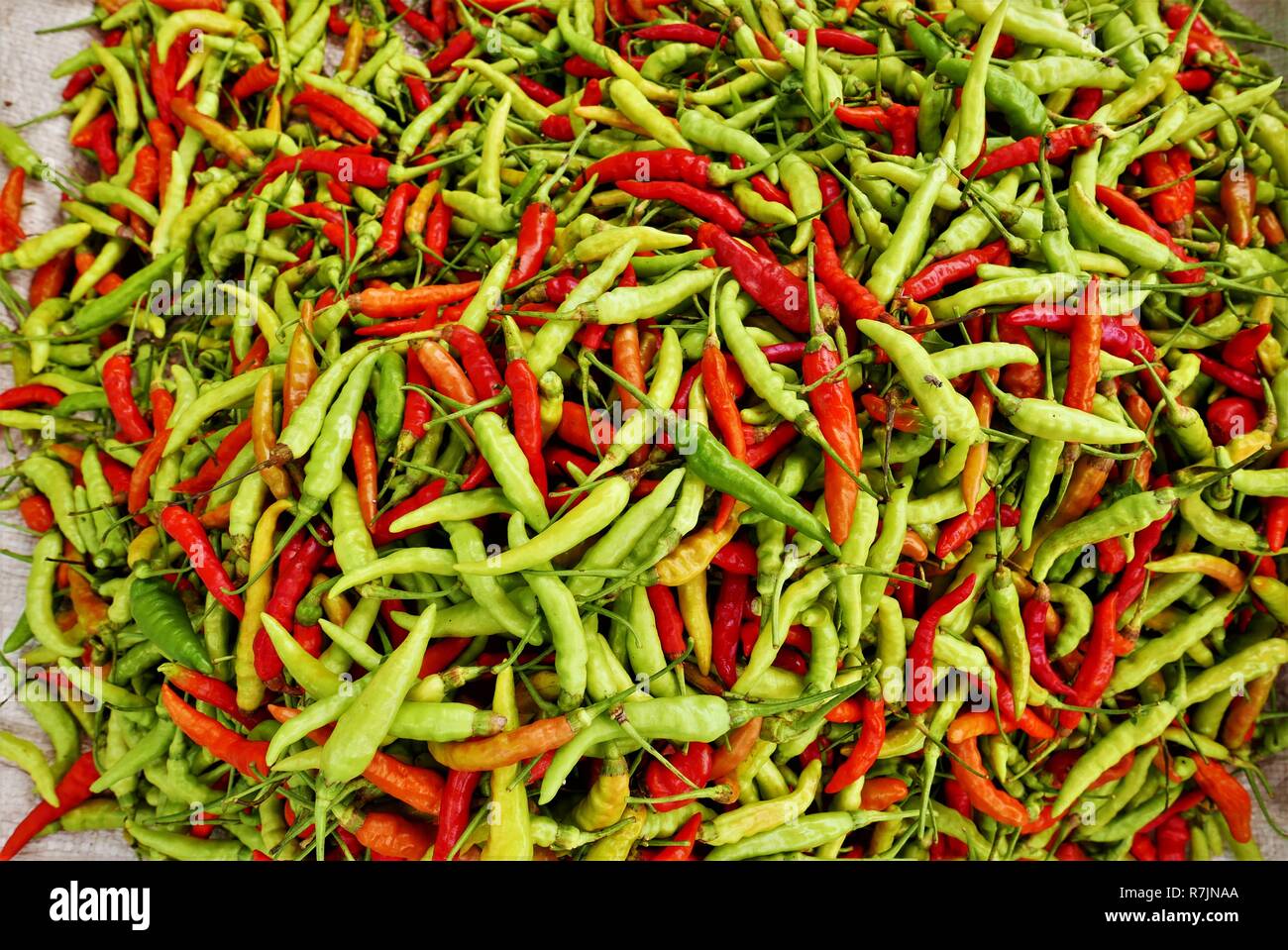 Red and green Chiles Stock Photo Alamy