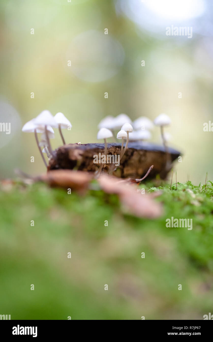 A group of poisonous mushrooms (fungus, toadstools) and moss on rotten