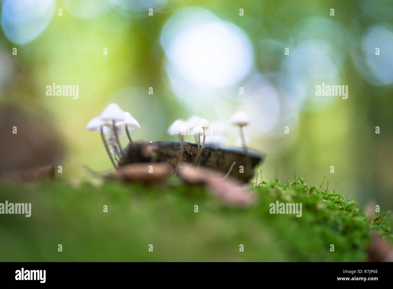 A group of poisonous mushrooms (fungus, toadstools) and moss on rotten stump Stock Photo