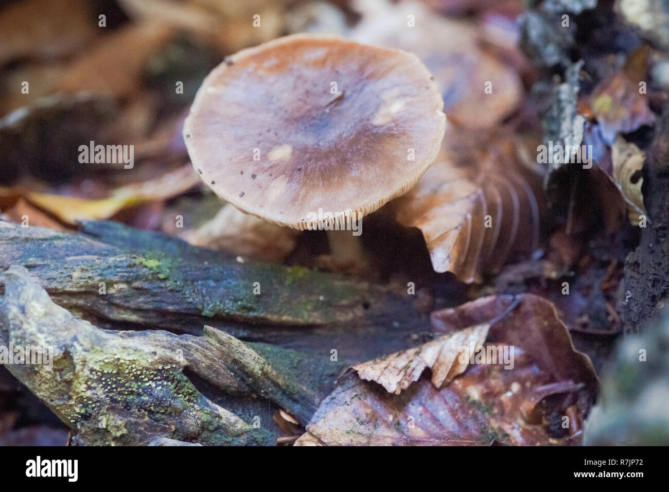 Amanita muscaria (fly agaric, fly amanita, toadstool) in autumn forest Stock Photo