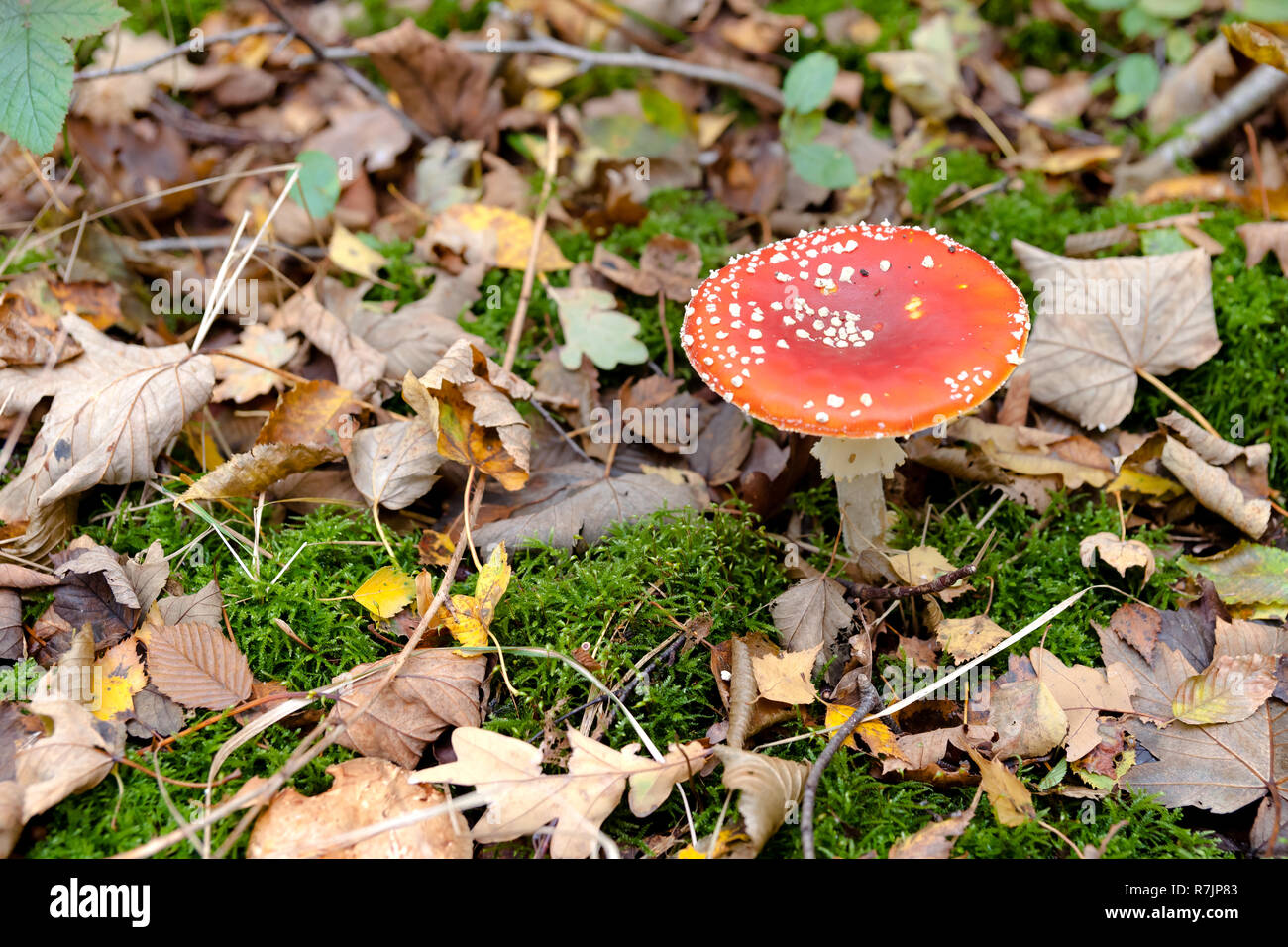 Amanita muscaria (fly agaric, fly amanita, toadstool) in autumn forest Stock Photo