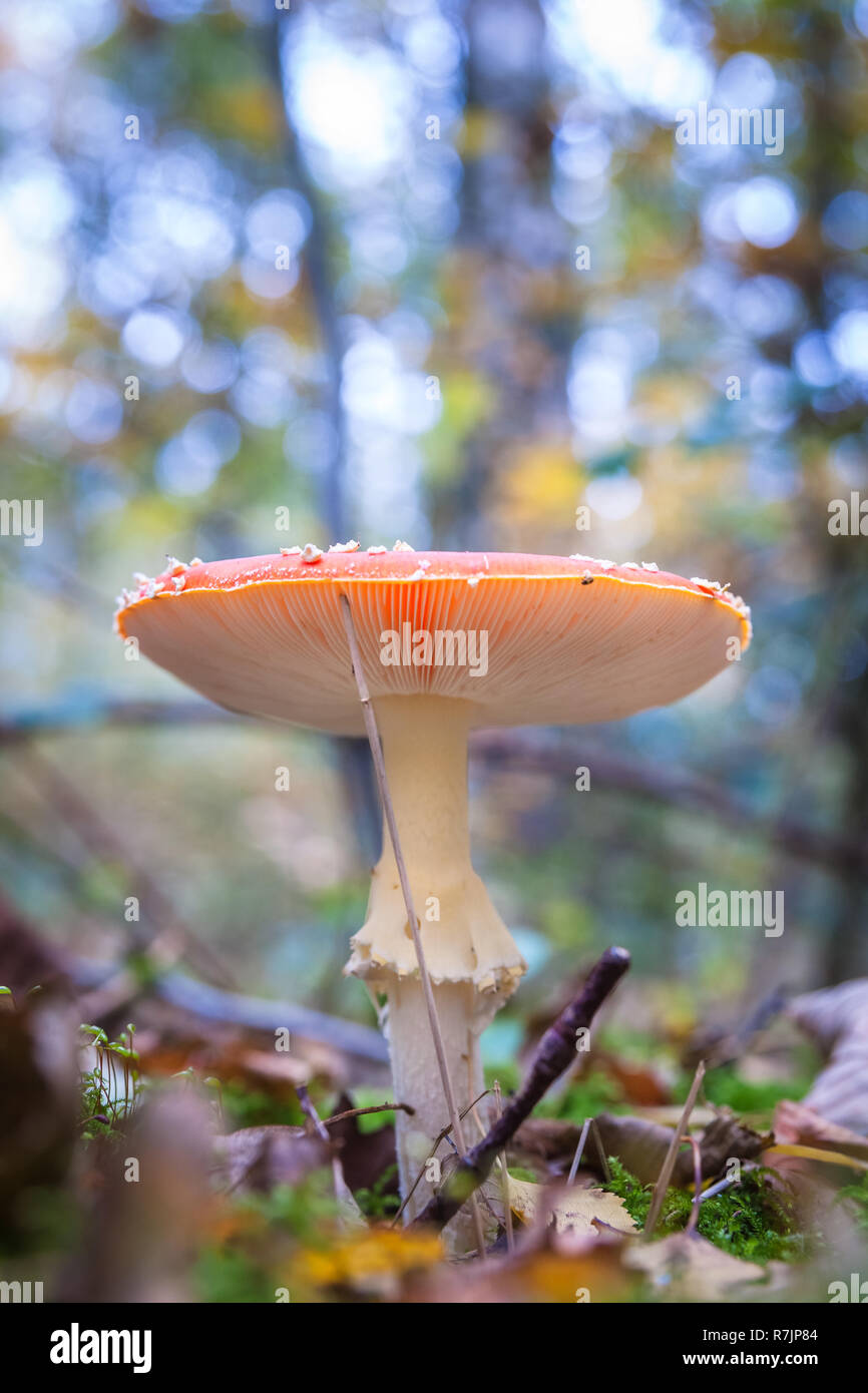 Amanita muscaria (fly agaric, fly amanita, toadstool) in autumn forest Stock Photo