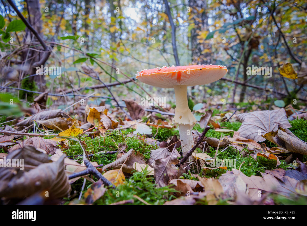 Amanita muscaria (fly agaric, fly amanita, toadstool) in autumn forest Stock Photo