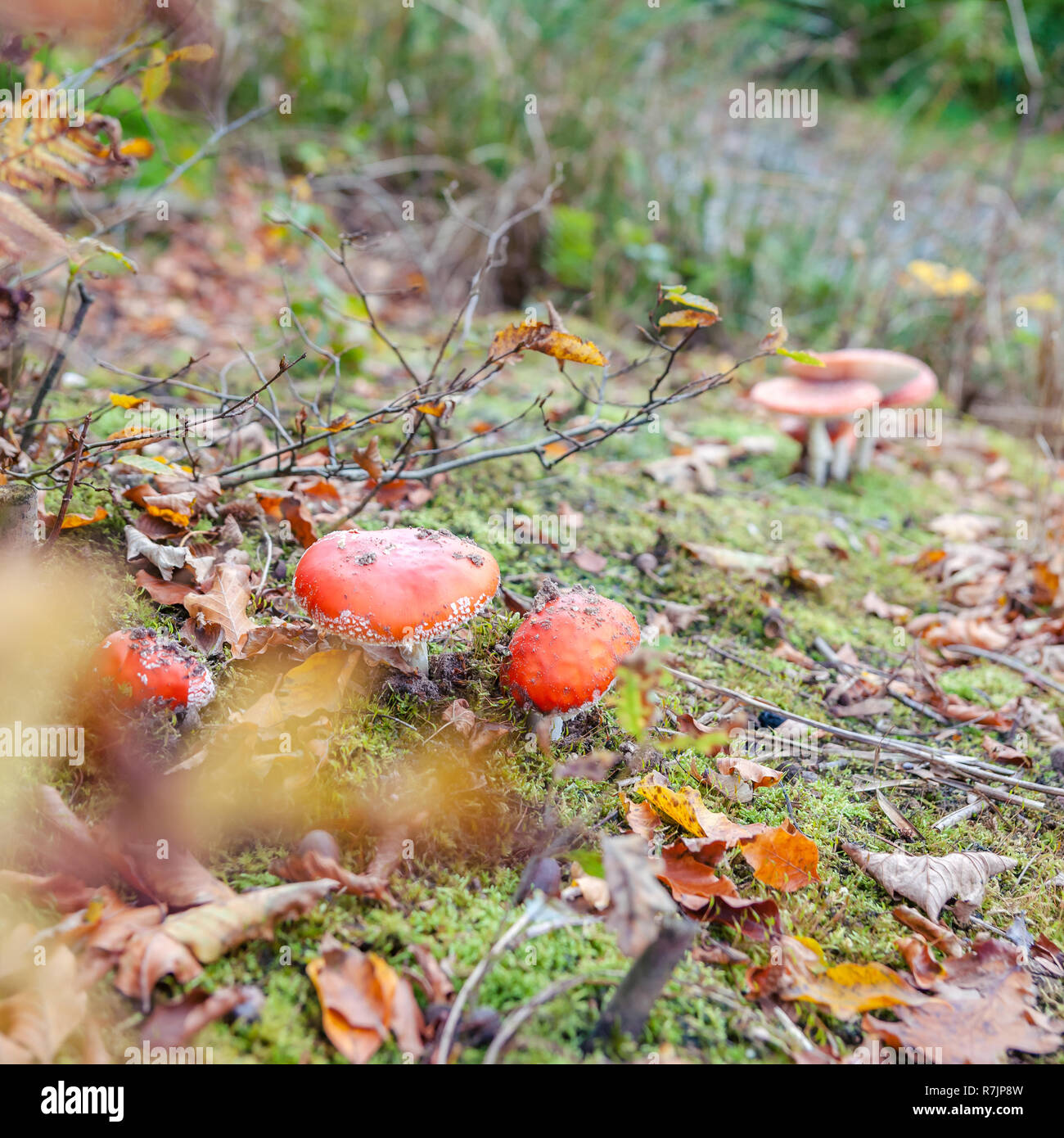 Amanita muscaria (fly agaric, fly amanita, toadstool) in autumn forest Stock Photo