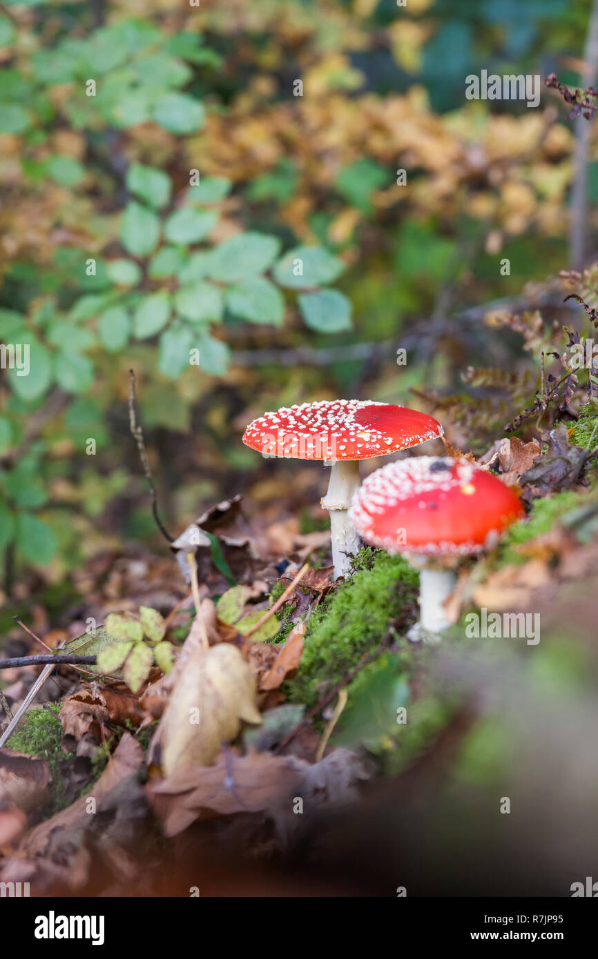 Amanita muscaria (fly agaric, fly amanita, toadstool) in autumn forest Stock Photo