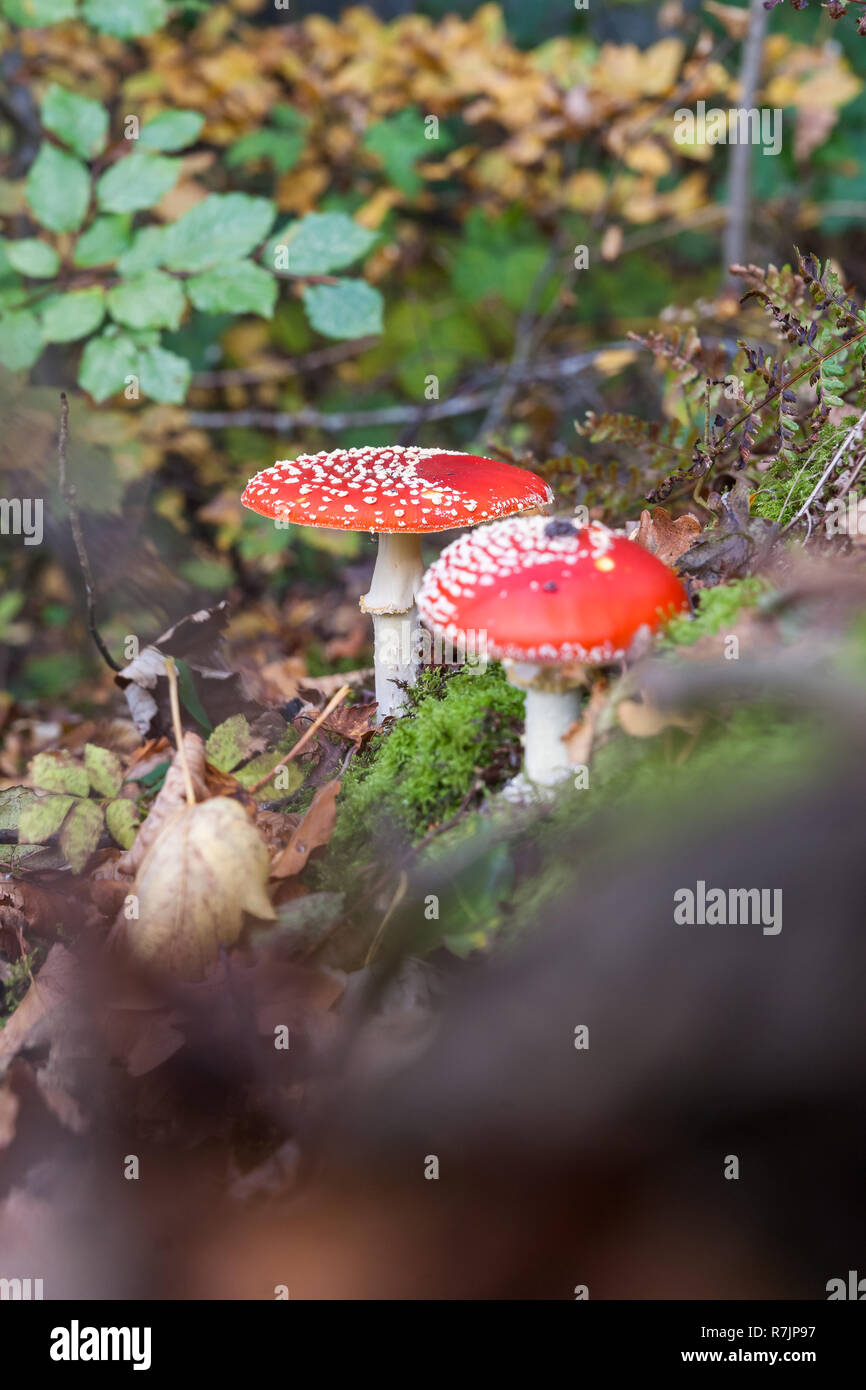 Amanita muscaria (fly agaric, fly amanita, toadstool) in autumn forest Stock Photo