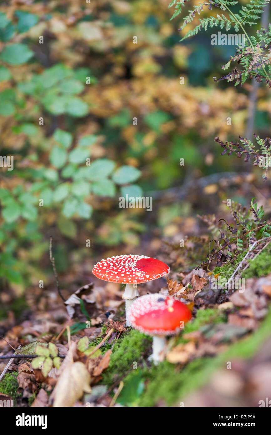 Amanita muscaria (fly agaric, fly amanita, toadstool) in autumn forest Stock Photo