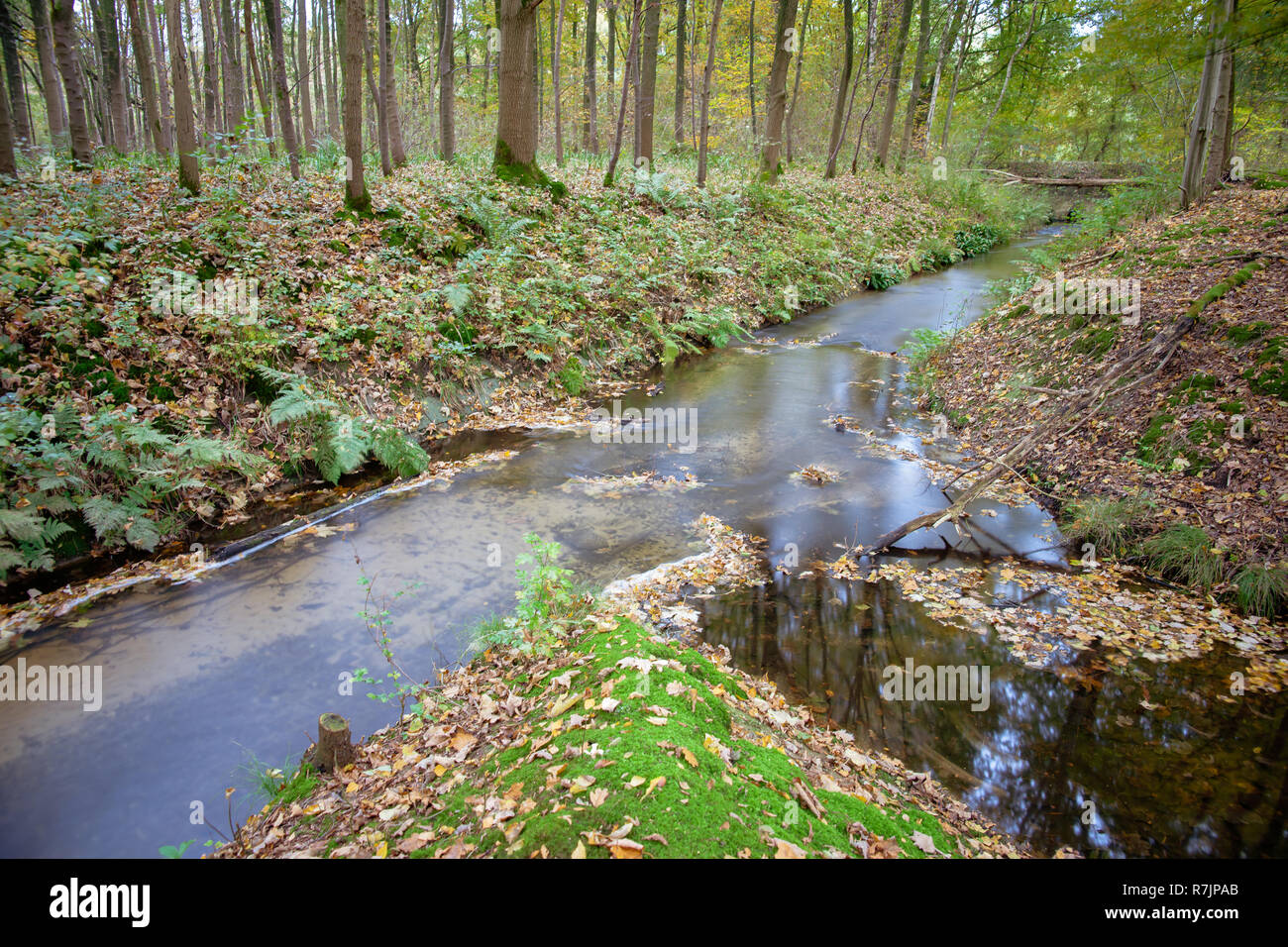 https://c8.alamy.com/comp/R7JPAB/flowing-water-in-stream-long-shutter-dutch-autumn-forest-voorsterbos-waterloopbos-R7JPAB.jpg