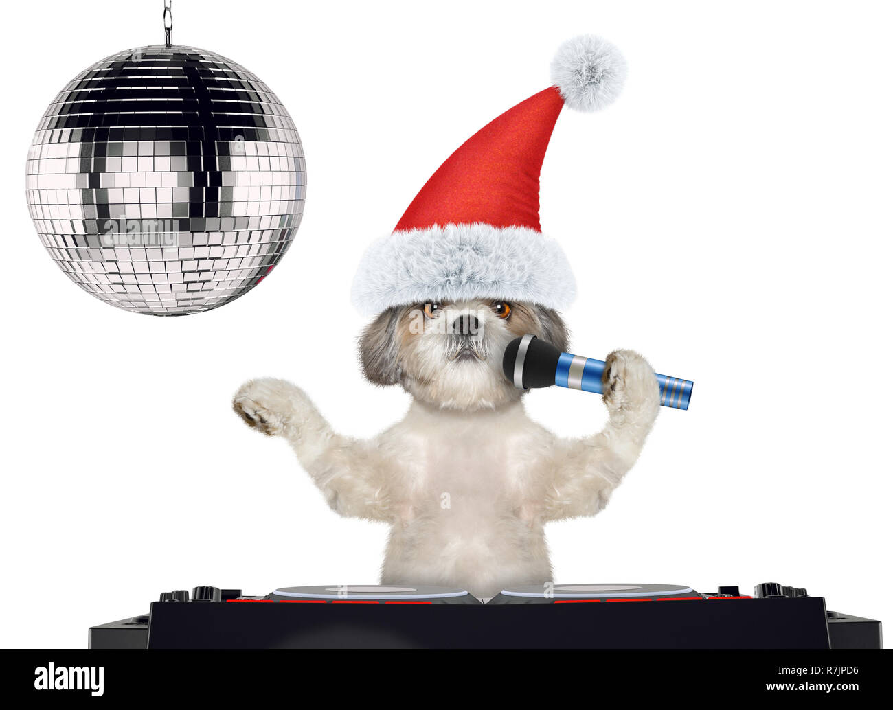 Shitzu dog in christmas hats singing with microphone a karaoke song. Isolated on white Stock Photo