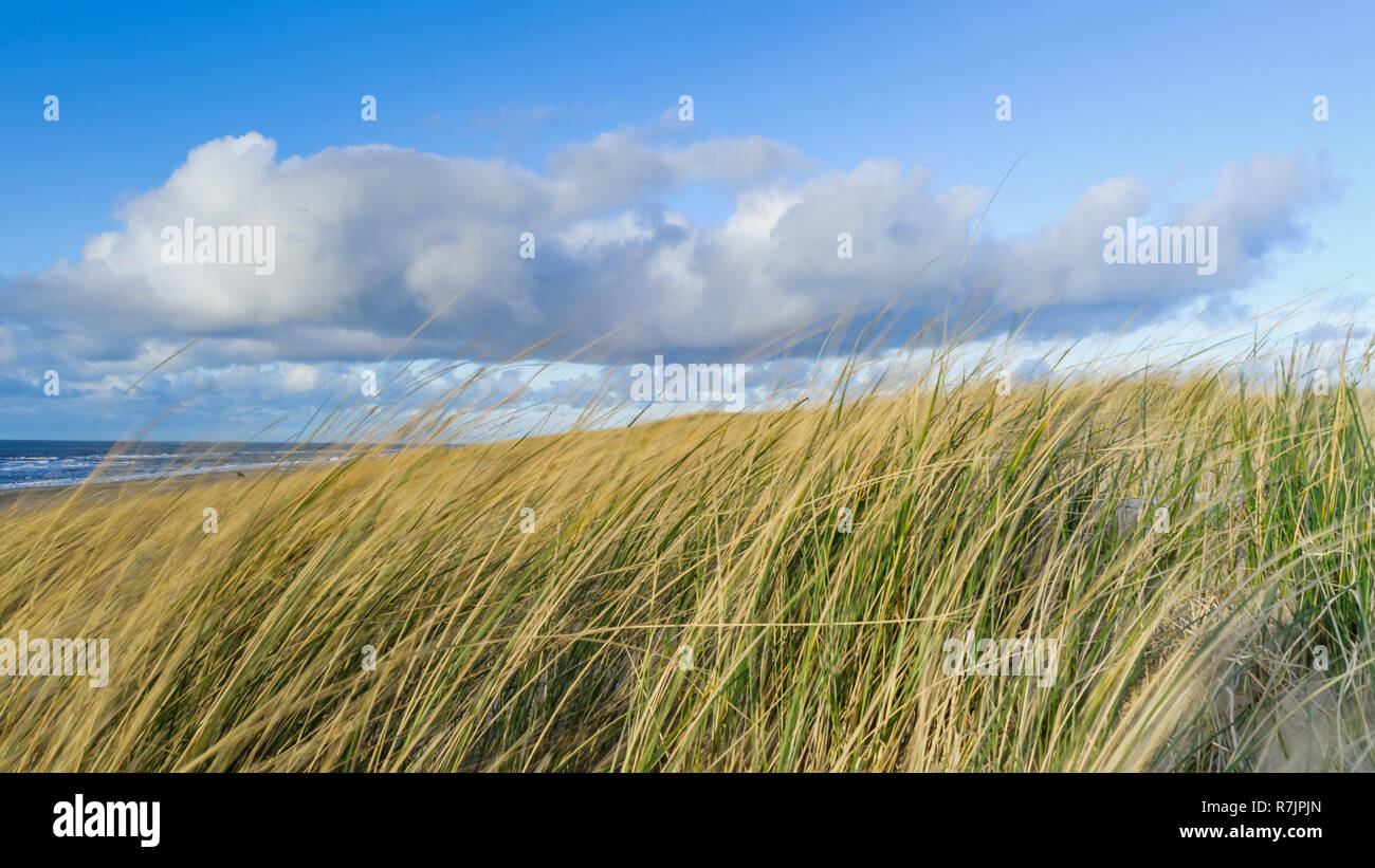 View on the beach from the sand dunes in the Netherlands Stock Photo ...
