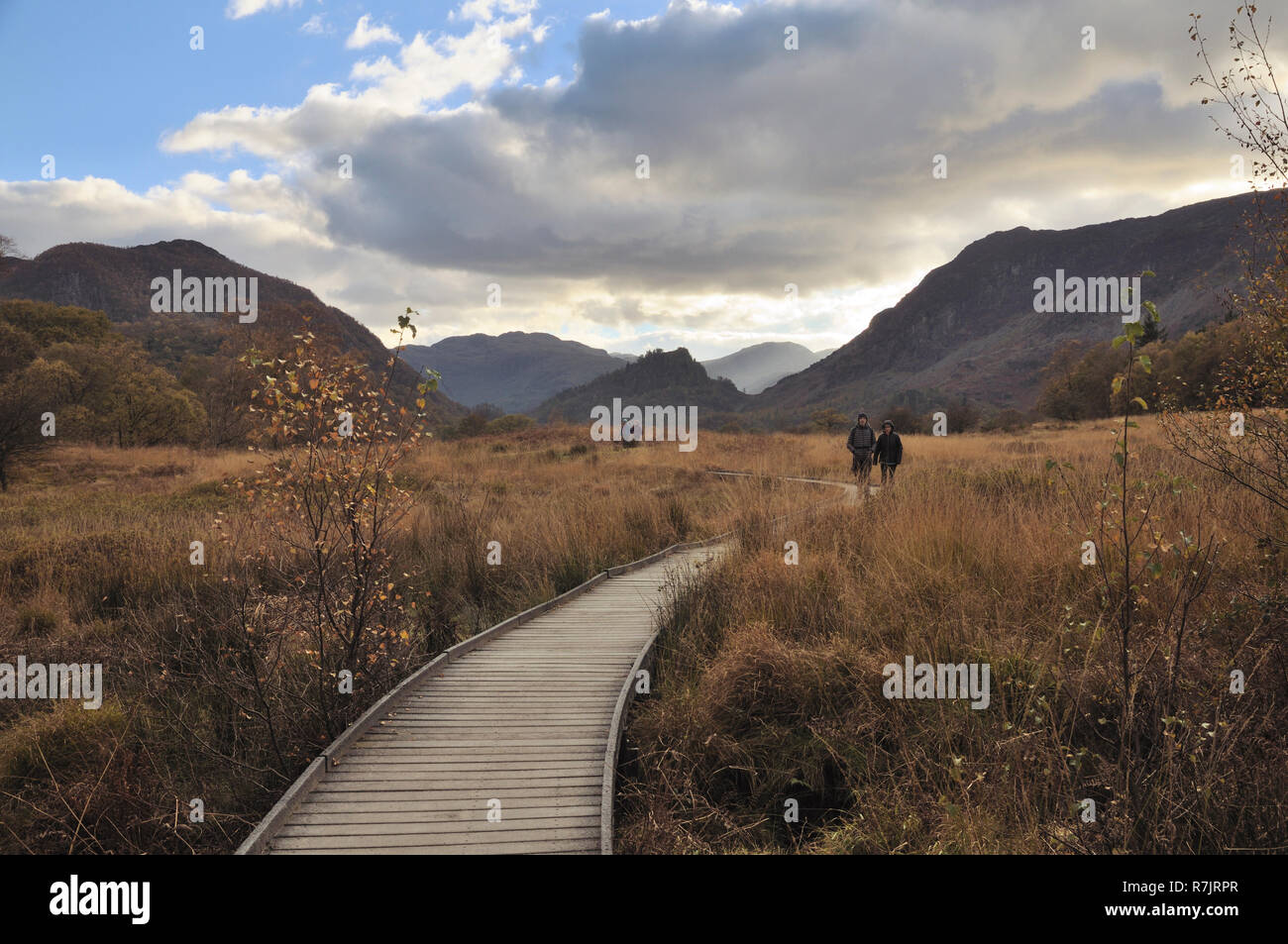 People walking along a duckboard pathway in Borrowdale with Castle Crag in the distance, Lake District, Cumbria, England, UK Stock Photo