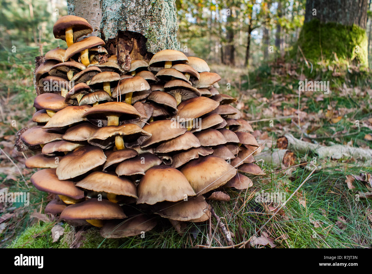 Fungi species growing on moss hires stock photography and images Alamy