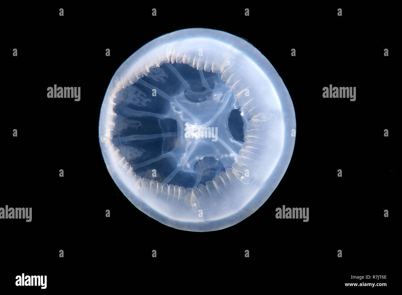 Jellyfish (Medusozoa sp.), Black Sea, Crimea, Ukraine Stock Photo