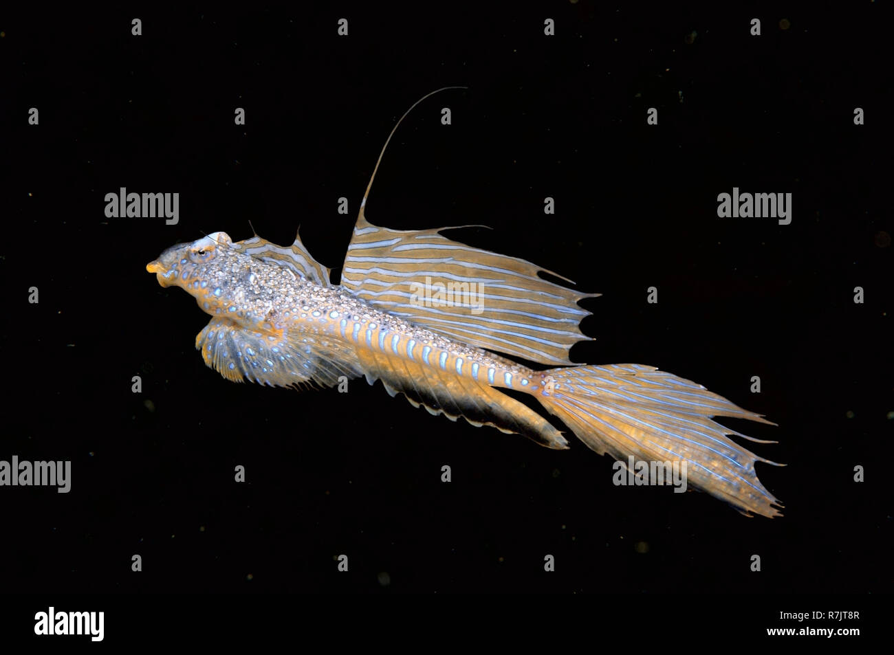 Sailfin (Callionymus pusillus), male, Black Sea, Crimea