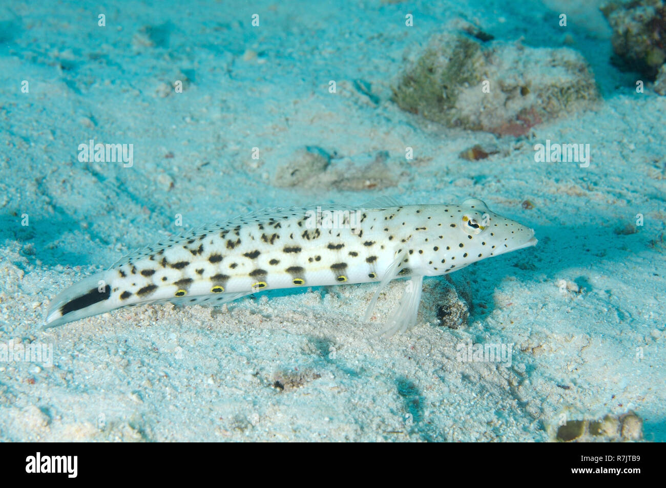 Speckled Sandperch (Parapercis hexophtalma), Red Sea, Egypt Stock Photo