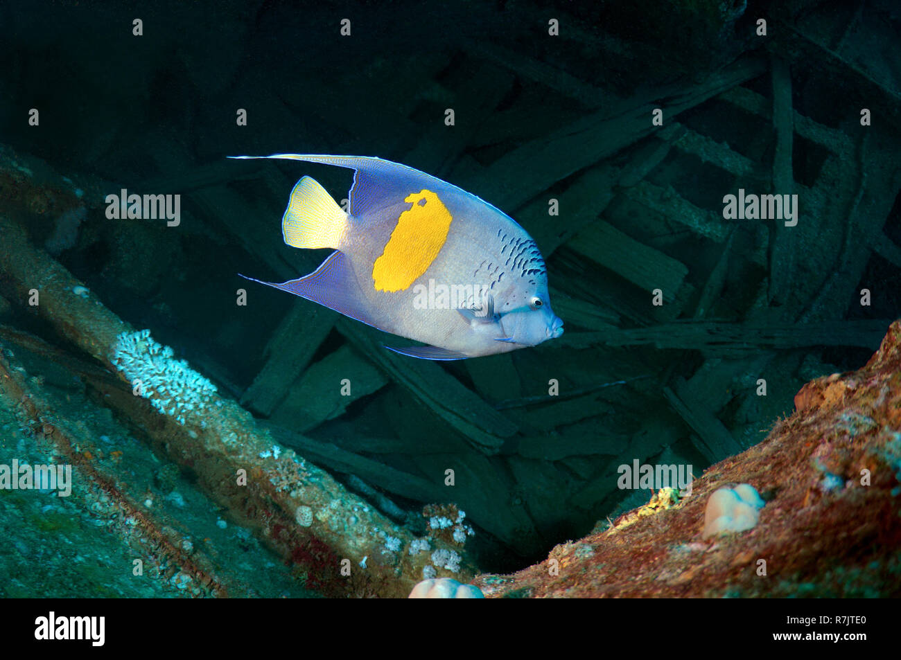 Halfmoon Angelfish (Pomacanthus maculosus) at the shipwreck of the SS Thistlegorm, Red Sea, Egypt Stock Photo