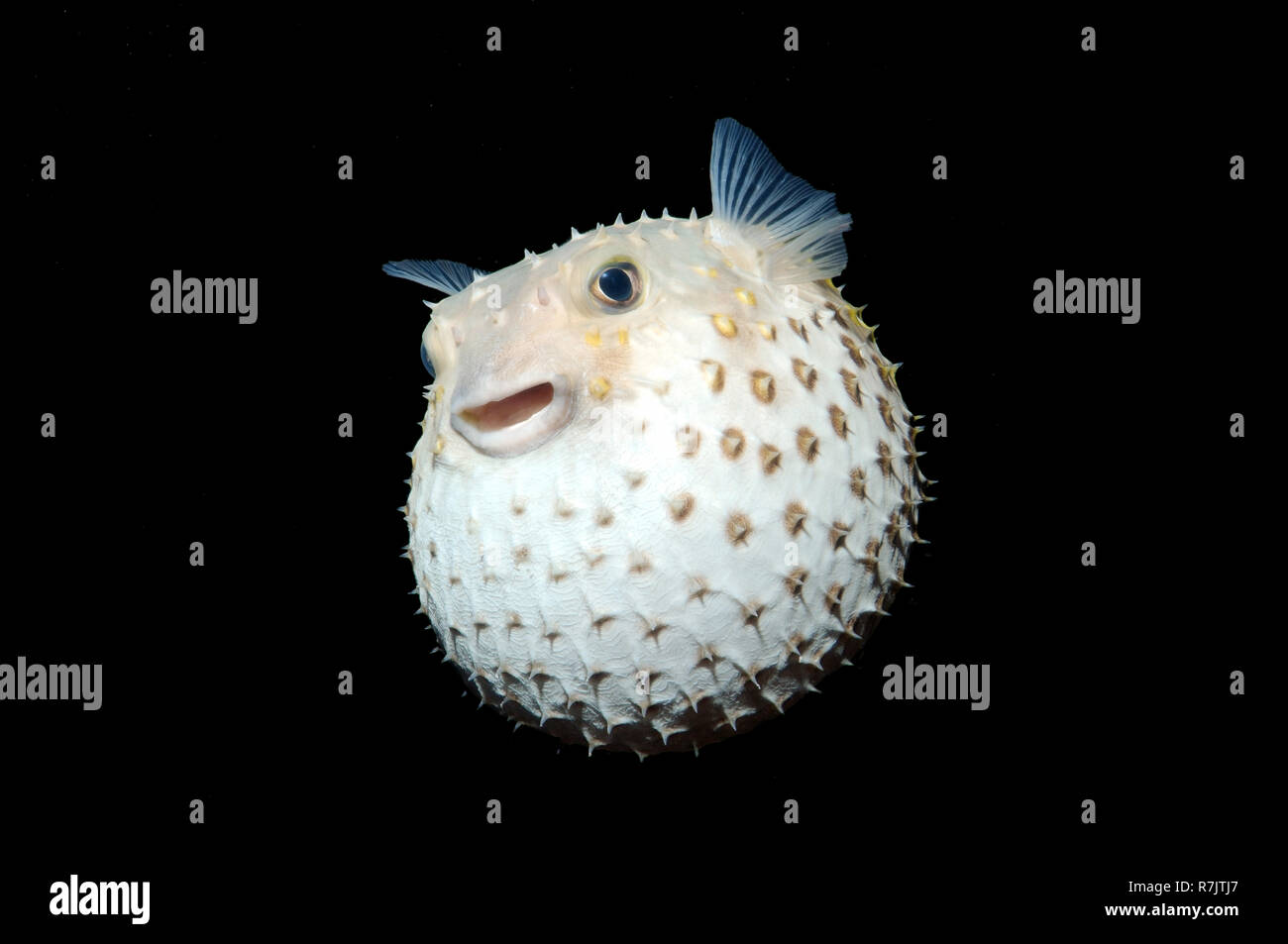 Spotted Porcupinefish (Diodon hystrix), Red Sea, Egypt Stock Photo