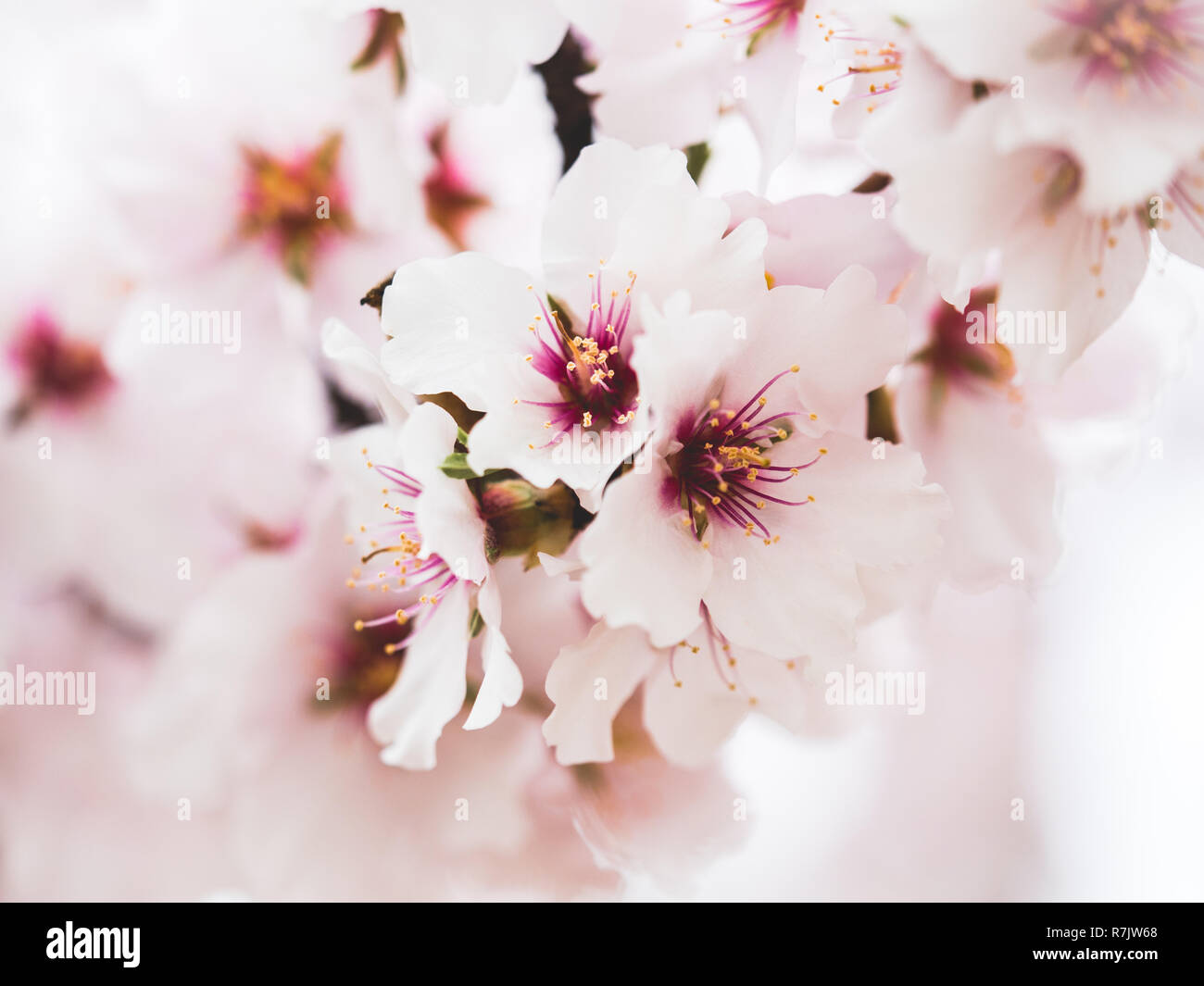 Flowering, fruit trees in flower in the region of Murcia among which are peach and almond trees. Stock Photo